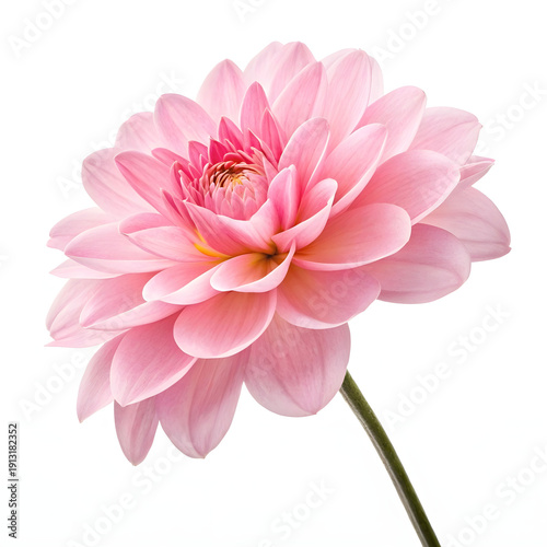 pink flower on a white background