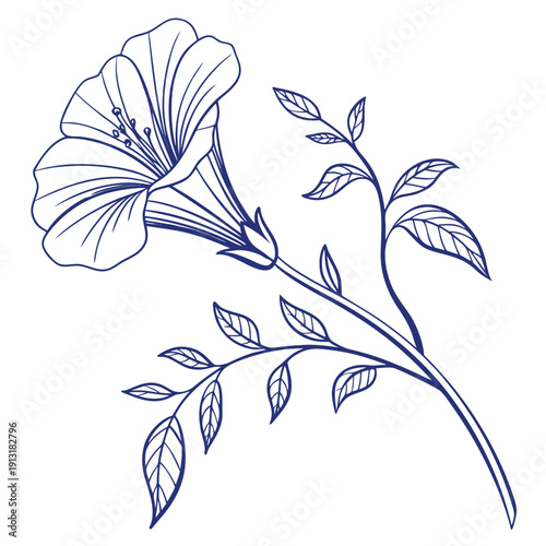 butterfly pea line art on white background