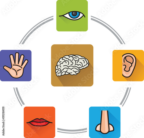 Five senses concept human perception color illustration