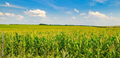 Endless green corn field under a bright blue sky with white clouds