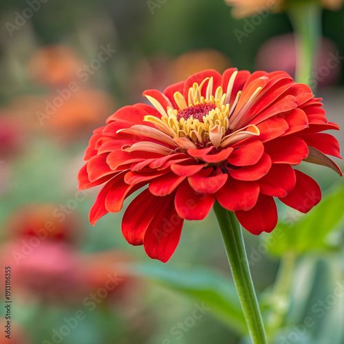 vibrant red zinnia bloom