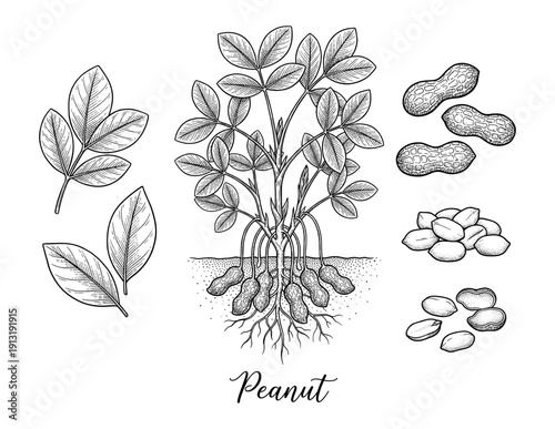 Peanut plant with roots and nuts