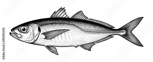 Horse mackerel fish in vintage engraving style