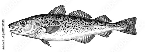 Atlantic cod fish in vintage engraving style