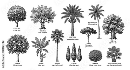 Vintage engraving tree and palm botanical collection