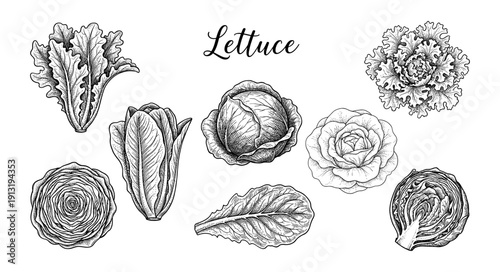 Lettuce varieties and salad leaves vintage engraving set