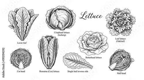 Lettuce varieties and salad leaves vintage engraving set