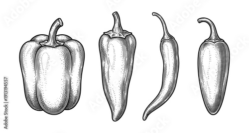Bell pepper chili and jalapeno vintage engraving set