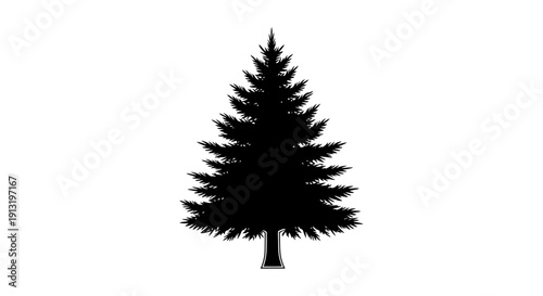 Silhouette of a Fir Tree.