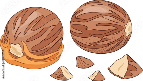 Two whole nutmegs and pieces of nutmeg on a white background, representing spices and culinary ingredients