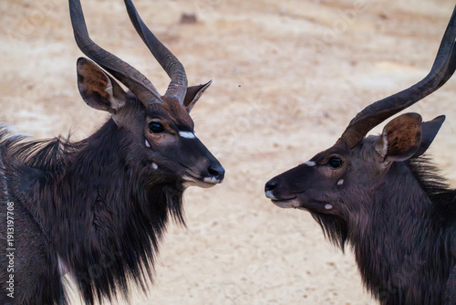 Pair of Nyala in South Africa seen on Safari