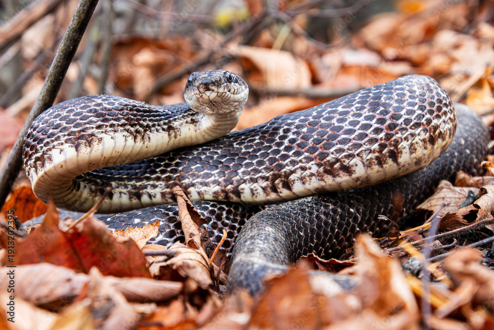 Fototapeta premium black rat snake subadult defensive lifted coiled stance with vivid pattern close-up