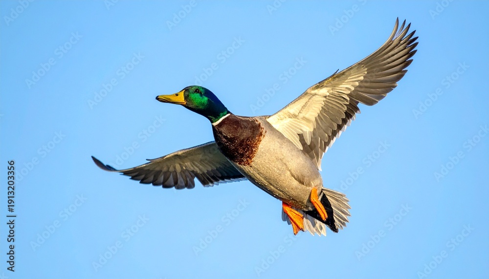 Obraz premium Pato salvaje volando con movimiento natural y alas extendidas, iluminación neutra y calidad 4K ideal para edición y composición.