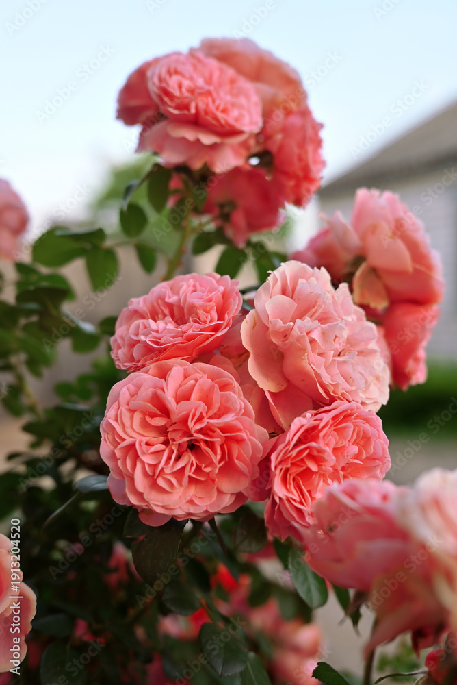 Fototapeta premium a coral rose bush outside