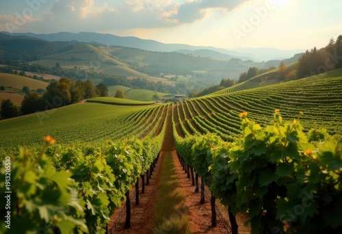 Elegantly Arranged Vine Rows on Gentle Hilltop Vineyard Harvest Season Charm