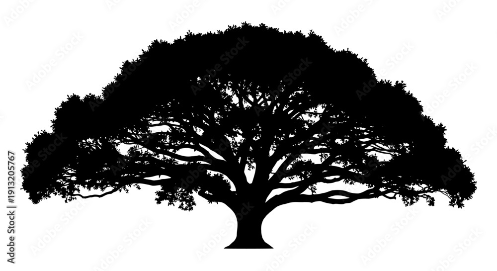 Fototapeta premium Large Tree Silhouette Isolated White.