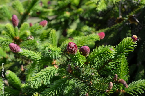 Świerk pospolity – młode szyszki