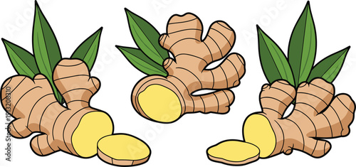 Fresh ginger root set with green leaves, sliced organic ginger rhizome for healthy cooking and herbal medicine vector illustration isolated on white background.