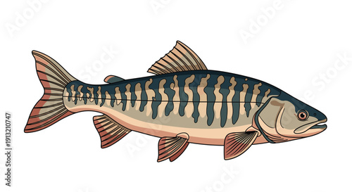 Side profile illustration of a trout fish with detailed spots and stripes swimming in its natural freshwater habitat.