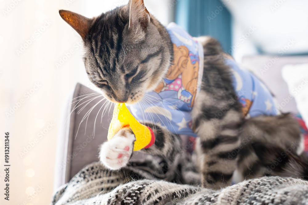 Fototapeta Cat wearing a blue surgical recovery suit tries to remove a bandage after surger