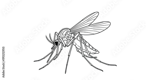 Scientific line drawing illustration of a mosquito shown from a side profile with detailed legs, wings, and antennae on a white background.