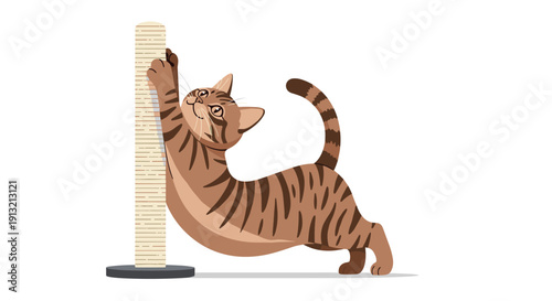 Brown tabby cat stretching and scratching its claws on a vertical scratching post isolated on a white background.