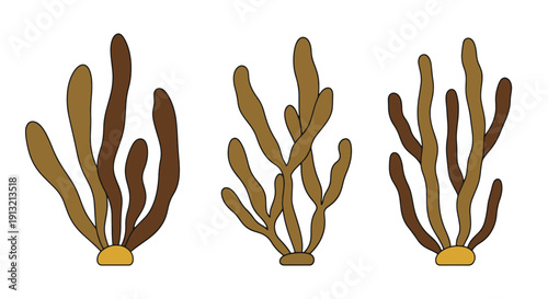 Brown Algae Line art flat style color illustration