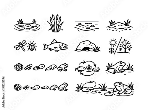 Frog habitat and growth. Line icon set of frog habitat and growth: freshwater pond, reeds plants, shallow water, muddy bank, insect prey,