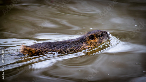 A young nutria or coypu (Myocastor coypus) swims in the river