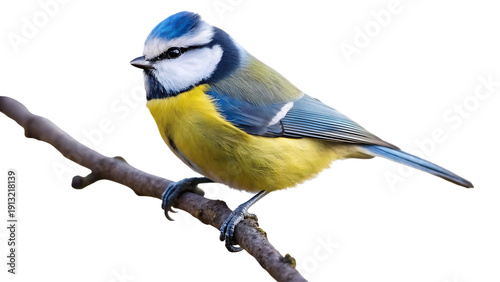 Vibrant Blue Tit Perched on a Branch, Bright Yellow and Blue Feathers, Isolated on White