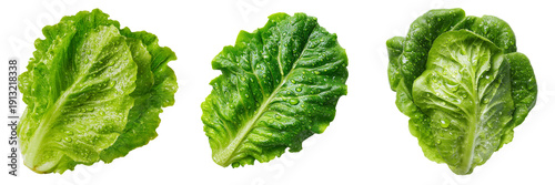 Set of Fresh green lettuce leaf with gentle curl and natural imperfections on transparent png background. Ai generated