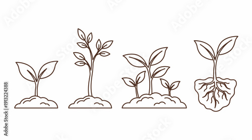 Plant growth stages line illustration. Spring Vector Packs. EPS Editable