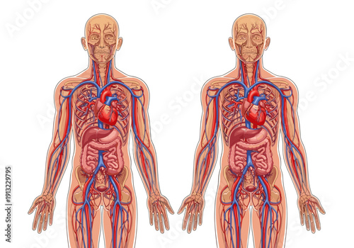 Two human figures display intricate circulatory and digestive systems within the body, presented on a white background.