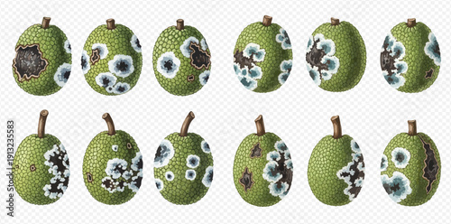 Set of Breadfruit with Mold and Rot, Showing Different Stages of Decay and Spoilage on a Transparent Background.
