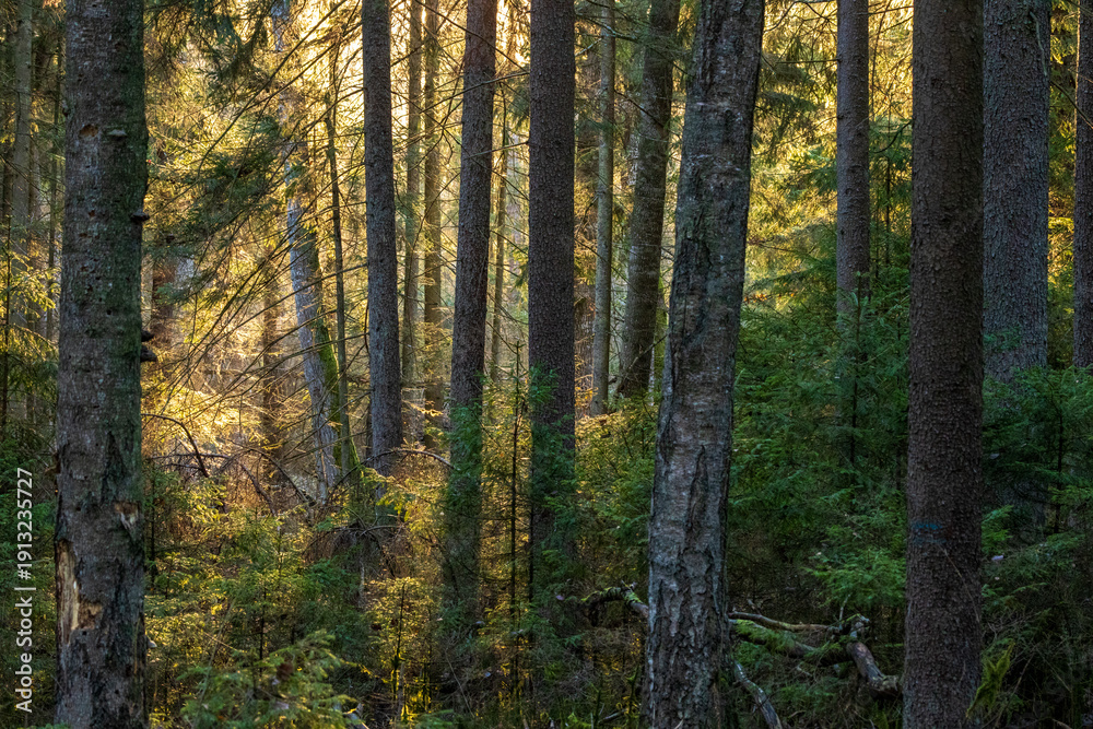 Fototapeta premium Forest trees showing sunbeams breaking through canopy