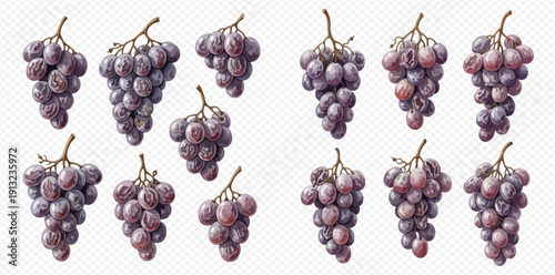 Set of purple grapes bunches isolated on a transparent background, vector illustration.