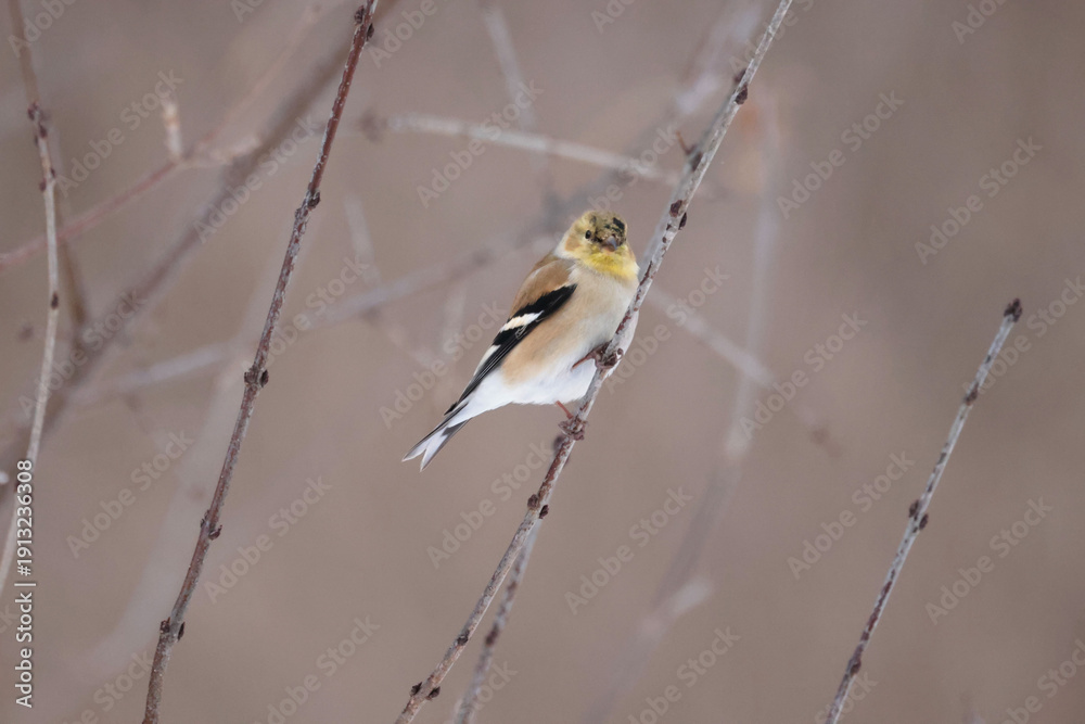 Obraz premium Goldfinches hanging out in branches around bird feeder in winter forest