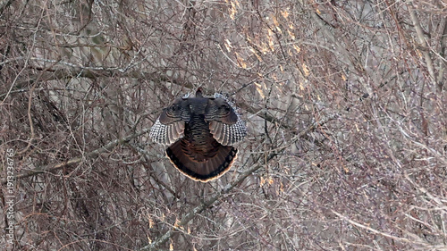 Wild turkeys flying in winter