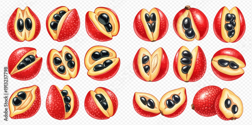 Set of fresh guarana fruits with red skin and black seeds, whole and cut in halves, vector illustration.