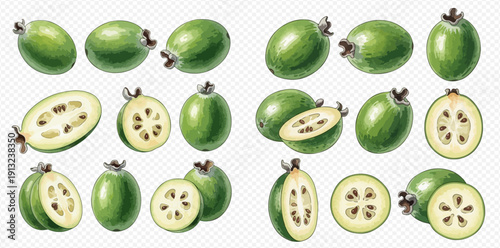 Watercolor illustration of whole and sliced feijoa fruits, fresh and healthy, on a transparent background.