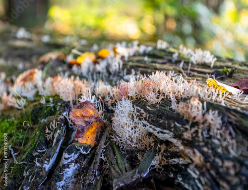 moss on a tree trunk