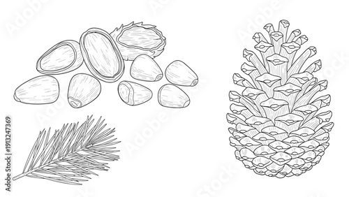 Botanical sketches of a pine cone and branch and pine nuts in a vintage engraving style for culinary and nature themed illustrations.
