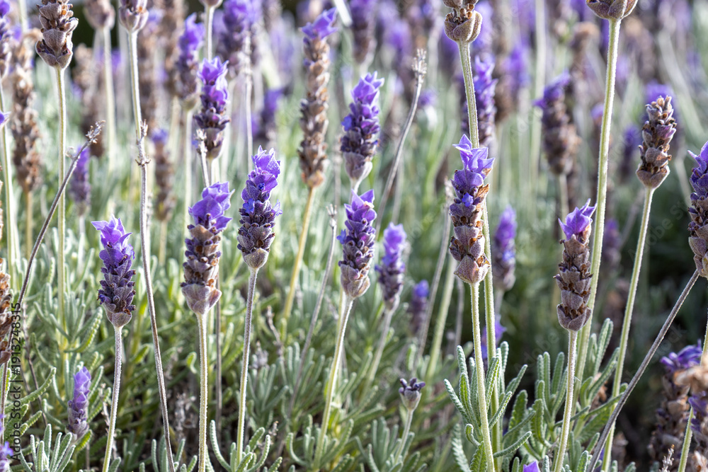 Obraz premium Vibrant close-up of a blooming French lavender, Lavandula dentata field, featuring purple flower spikes and serrated gray-green foliage under natural sunlight