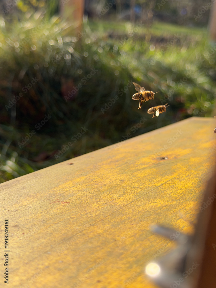 Obraz premium Honey bees flying at a hive entrance on a yellow wooden beehive, dynamic beekeeping scene showing pollination work, teamwork and daily activity in warm sunlight, rural nature and biodiversity.