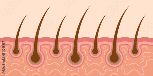 Illustration of human hair follicles embedded in skin layer