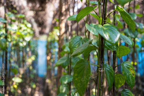Tableau sur toile Close up of fresh green betel leaves climbing on stalks with bokeh background