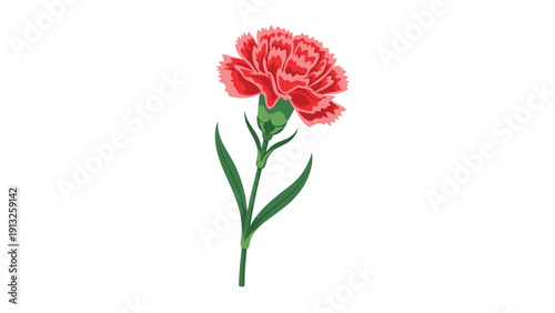 Single red carnation flower with green leaves and a long stem is illustrated as a symbol of love and admiration.