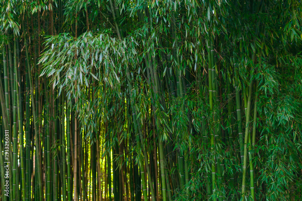 Fototapeta premium nature background, edge of bamboo forest