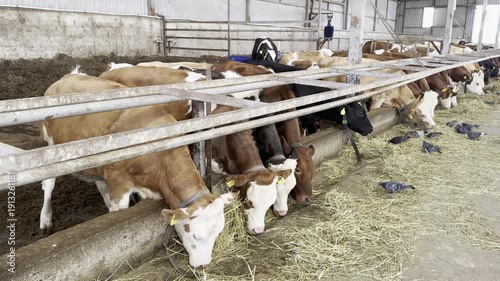 Quiet contentment radiates from these brown and white cows, peacefully feeding in a rustic barn, a scene evoking rural simplicity and agricultural life.