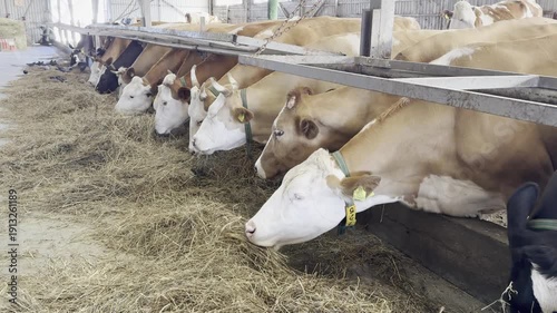
Cows Are Comfortably Consuming Hay During Winter
Healthy Cattle Remain Patiently Fed Inside Barn
